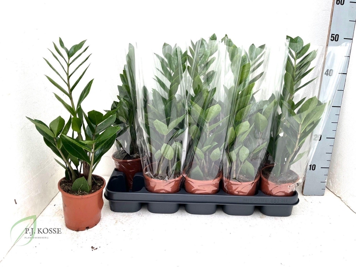 <h4>ZAMIO ZAMIIFOLIA</h4>