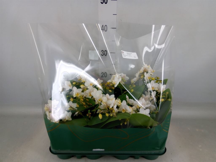 <h4>Phalaenopsis multi. 'Ant Nazare'</h4>