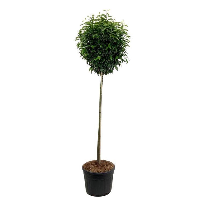 <h4>Prunus laur. 'Genolia' ®</h4>