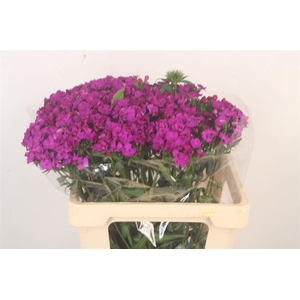 Di Barb Amazone Neon Purple