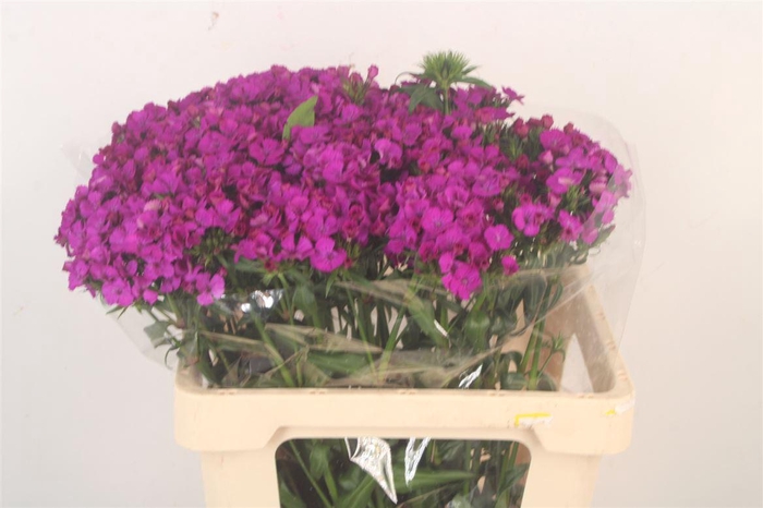 <h4>Di Barb Amazone Neon Purple</h4>