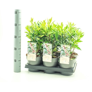 Sarcococca hookeriana humilis