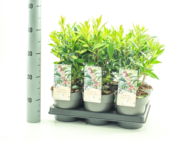 <h4>Sarcococca hookeriana humilis</h4>