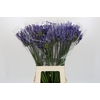 Agapanthus EYFORI Blue