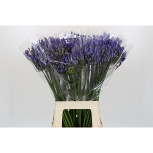 Agapanthus EYFORI Blue