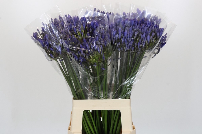 Agapanthus EYFORI Blue