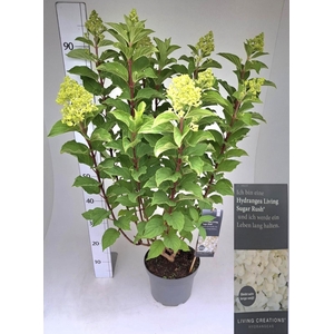 HYDR PANICULATA