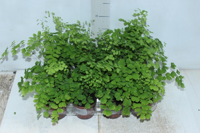 <h4>AVENCA VARIADA P09</h4>