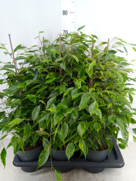 <h4>Ficus benja. 'Anastasia'</h4>