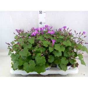 Pericallis CR 'Senetti Magenta Bic'