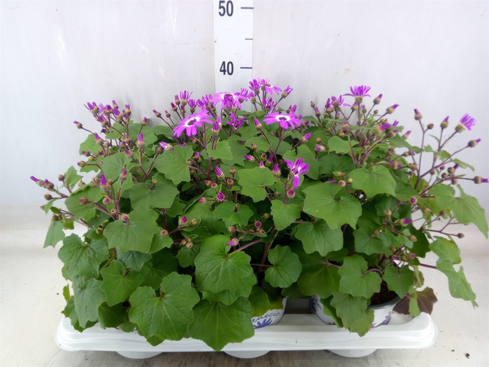 <h4>Pericallis CR 'Senetti Magenta Bic'</h4>