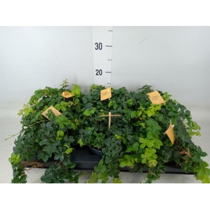 Parthenocissus inserta