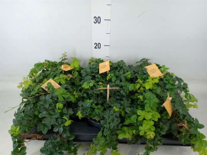 <h4>Parthenocissus inserta</h4>