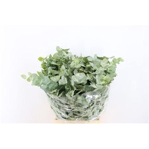 EUC CINEREA PER BOS