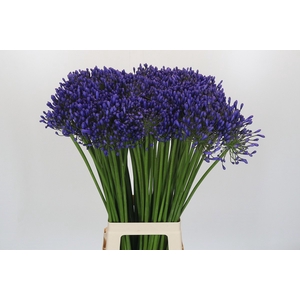 Agapanthus Queen Of The Ocean