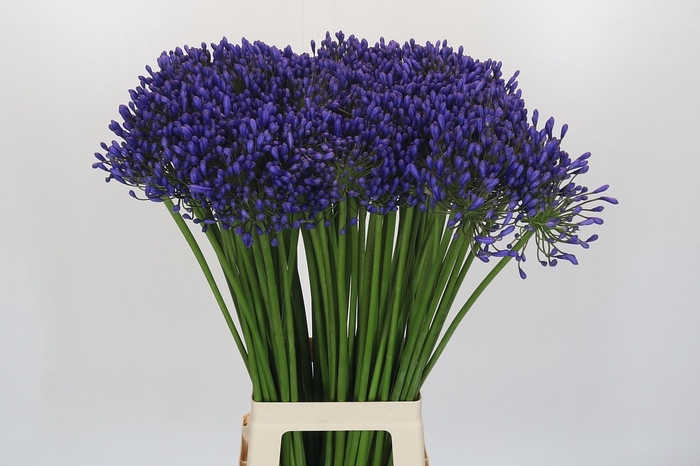 <h4>Agapanthus Queen Of The Ocean</h4>