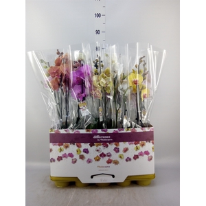 Phalaenopsis   ...mix 10