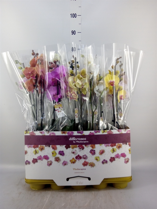 <h4>Phalaenopsis   ...mix 10</h4>
