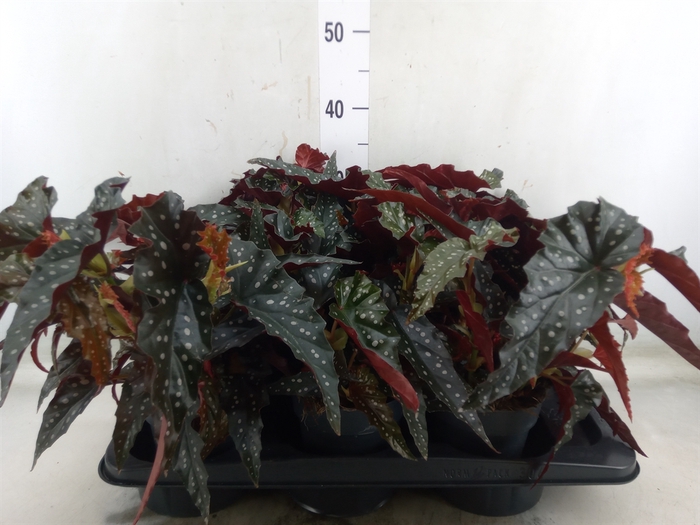 <h4>Begonia BD mac. 'Black Forest'</h4>