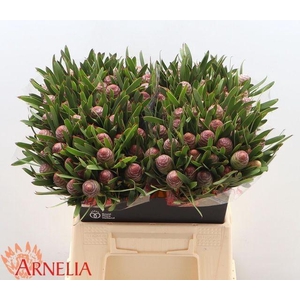 LEUCAD C AYOBA BL PE