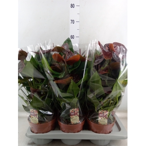 Anthurium andr. 'Essencia'