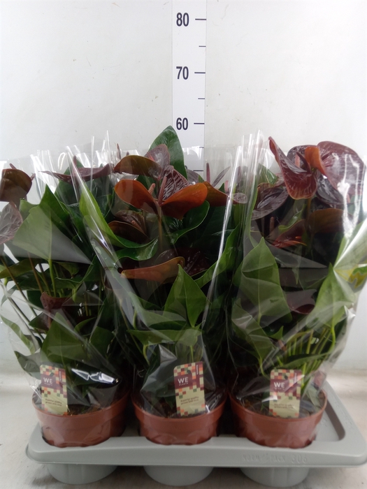 <h4>Anthurium andr. 'Essencia'</h4>