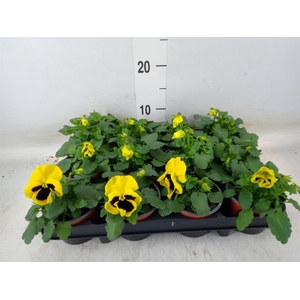 Viola wr. 'Colossus Yellow Blotch'