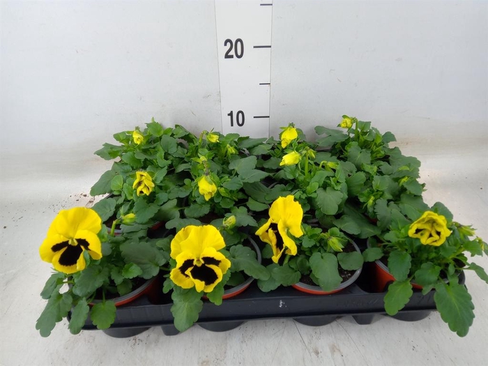 <h4>Viola wr. 'Colossus Yellow Blotch'</h4>