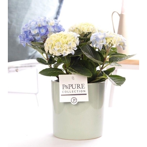 Hydrangea blue in P&PURE Essential ceramics green