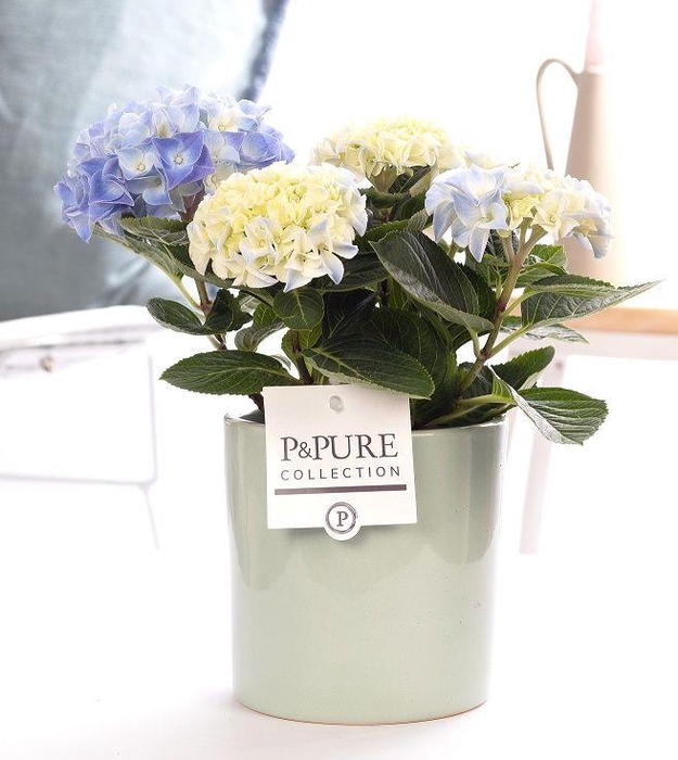 <h4>Hydrangea blue in P&PURE Essential ceramics green</h4>