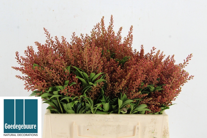 <h4>PIER JA CUPIDO PB</h4>