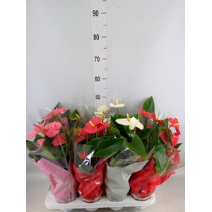 Anthurium   ...mix 4