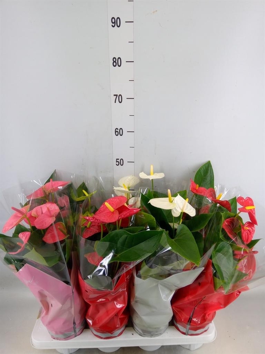 <h4>Anthurium   ...mix 4</h4>