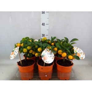 Citrofortunella microcarpa