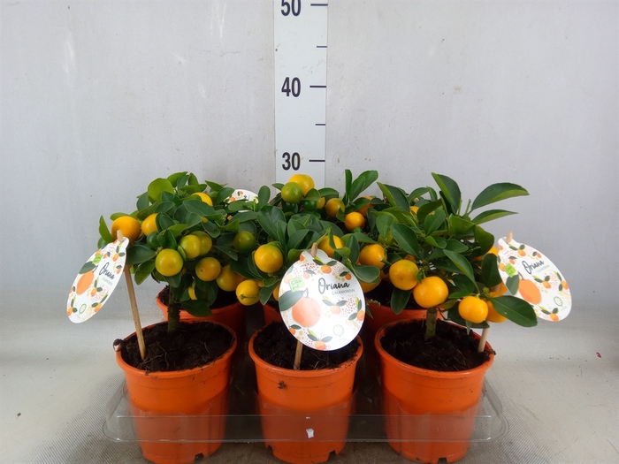 <h4>Citrofortunella microcarpa</h4>