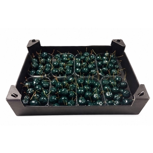 WAX APPEL H%