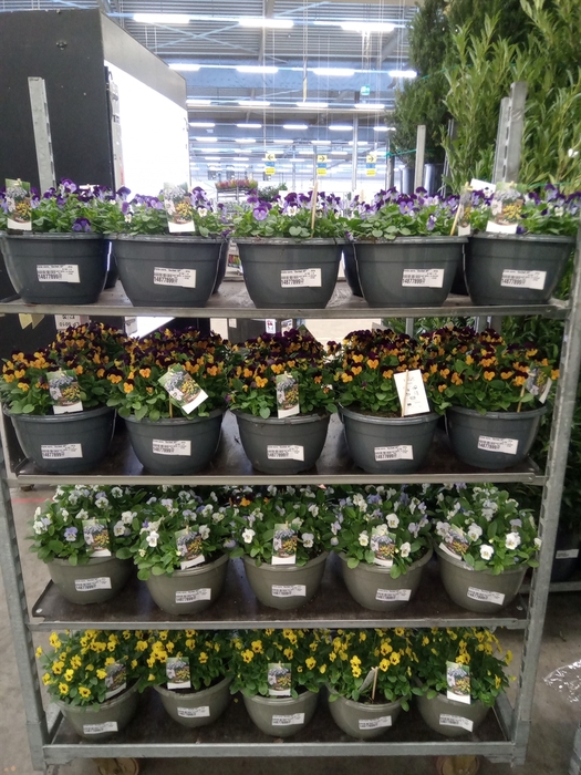 <h4>Viola corn. 'Sorbet XP'  ...mix</h4>