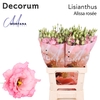 Lisianthus Alissa rose pink 70cm