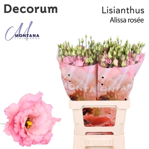 Lisianthus Alissa rose pink 70cm