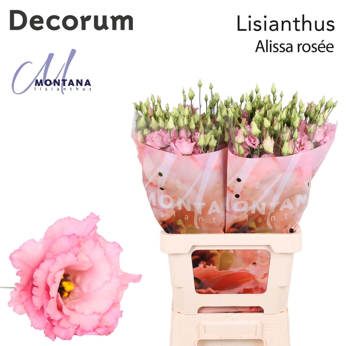Lisianthus Alissa rose pink 70cm