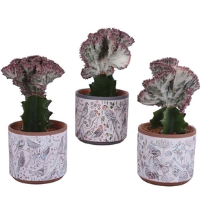 Euphorbia Lactea Ø12cm in Ø14cm Ceramic Pot Forest