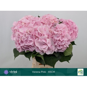 Hydrangea 'Verena' 21cm