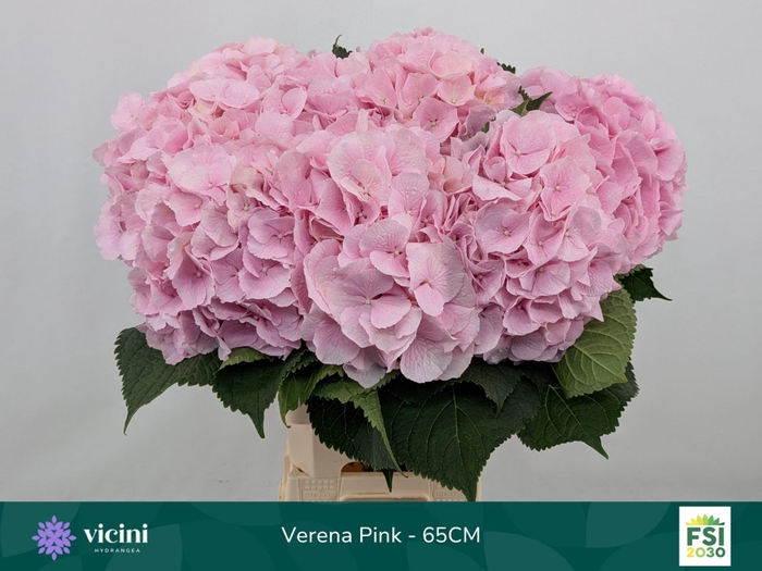 <h4>Hydrangea 'Verena' 21cm</h4>