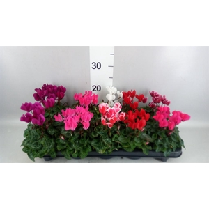 Cyclamen KL 'Verano'