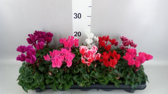 <h4>Cyclamen KL 'Verano'</h4>
