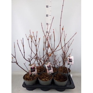 Viburnum bodnant. 'Dawn'