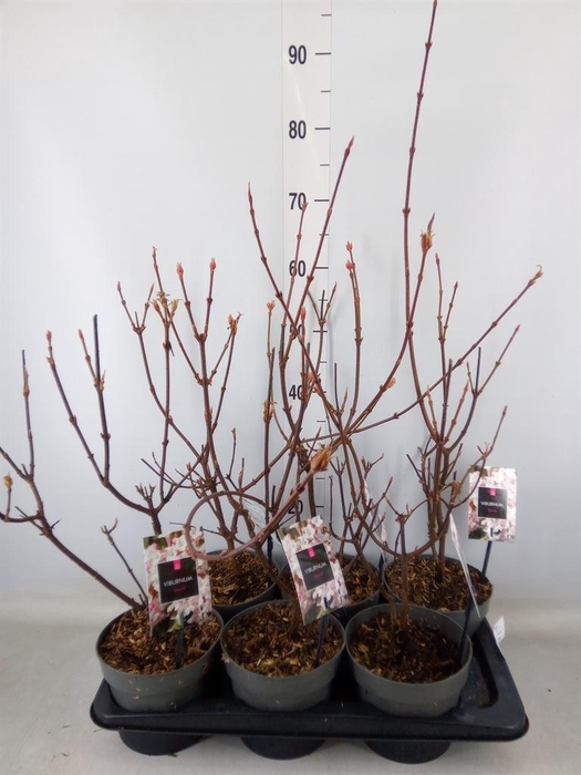 <h4>Viburnum bodnant. 'Dawn'</h4>