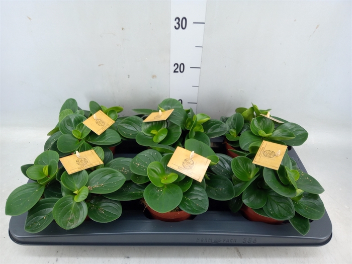 <h4>Peperomia obt. 'Red Canyon'</h4>