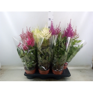Astilbe   ...mix