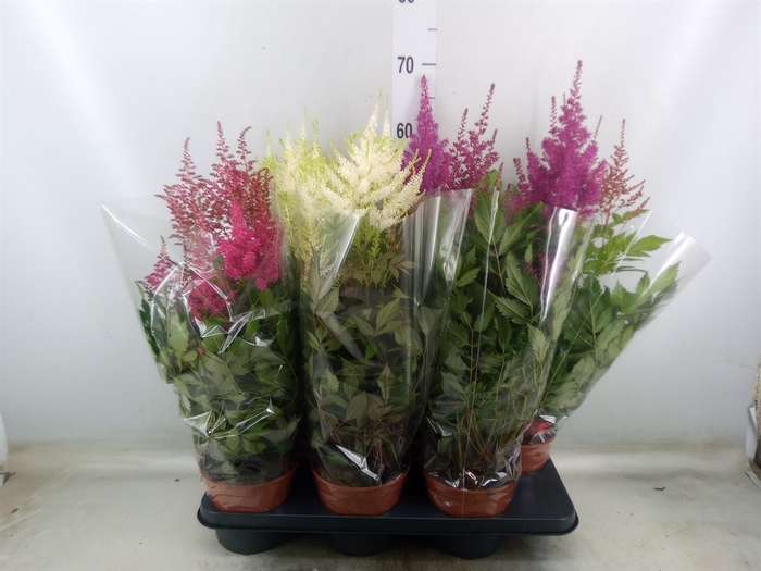 <h4>Astilbe   ...mix</h4>